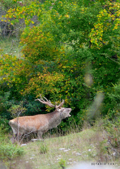 Alla corte di Sua Maest l''Unicorno - (fotoracconto fantasy)